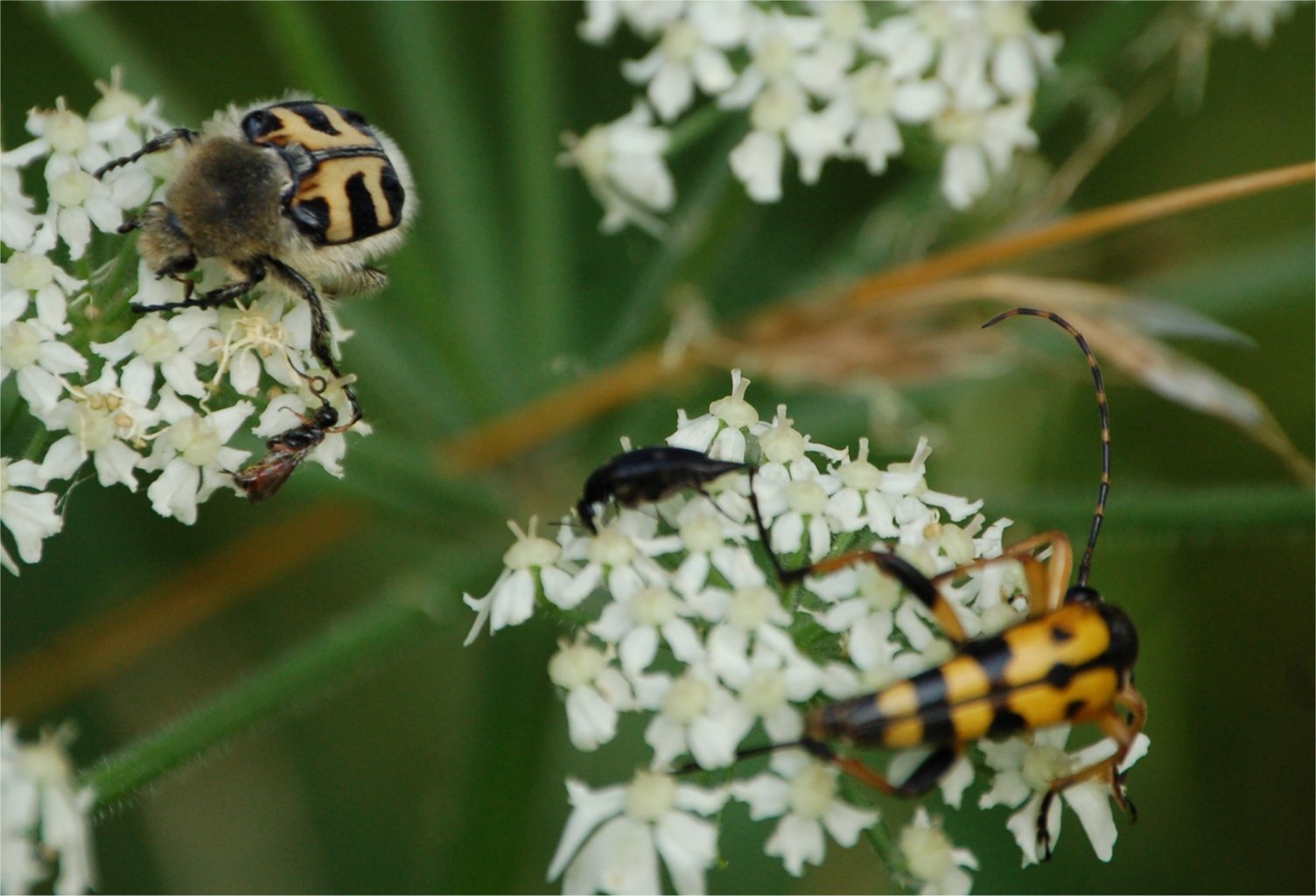 Anche questo Trichius fasciatus?